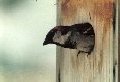 Male house sparrow emerging from nest box