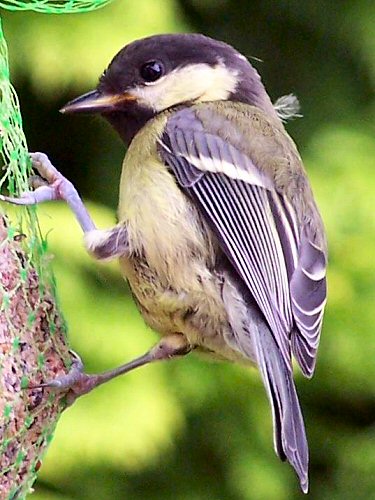 Great tit fledgling