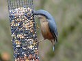 Nuthatch on feeder