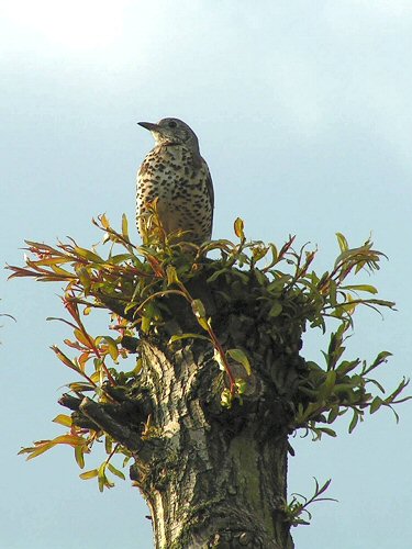 Song thrush