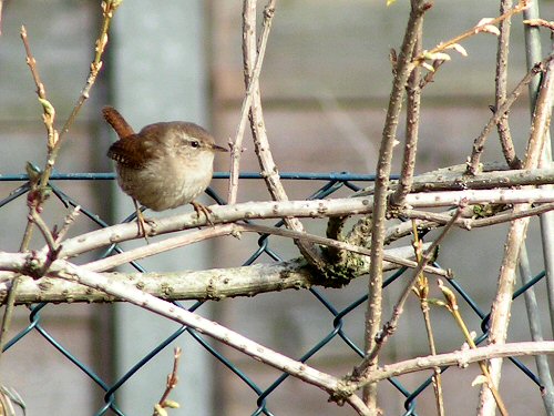 Wren