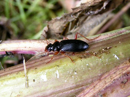 Ground beetle