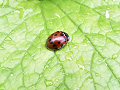 Eyed ladybird