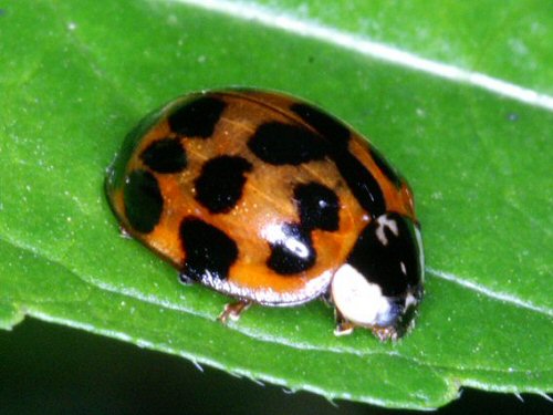 Harlequin ladybird