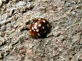 Orange ladybird