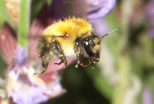 Common carder bee in flight