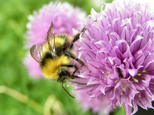 Male early bumblebee