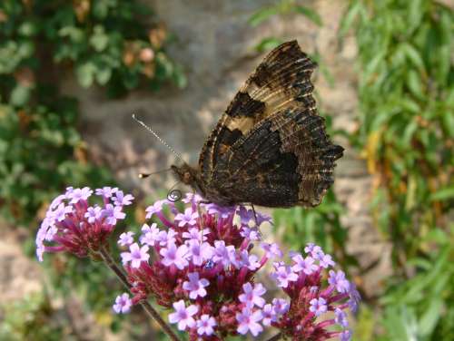 Small tortoiseshell underwing