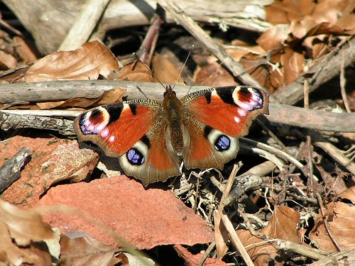 Peacock sunning itself after hibernation