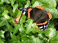 Red admiral on ivy