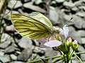 Green-veined white