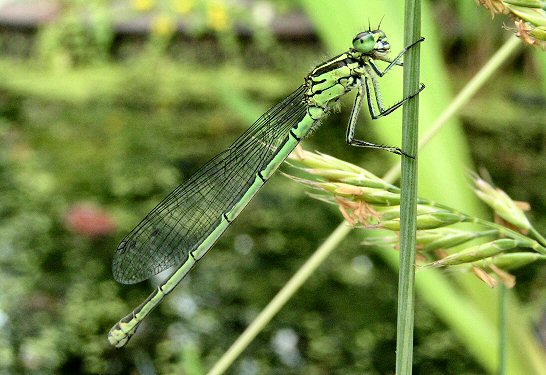 Female azure damselfly