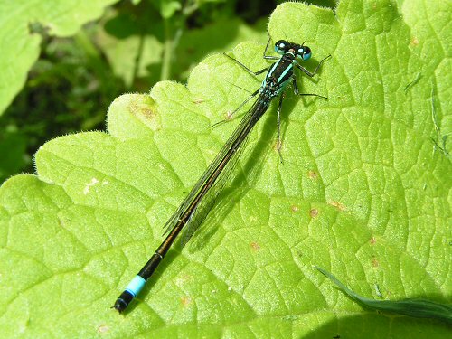 Male blue-tailed damselfly