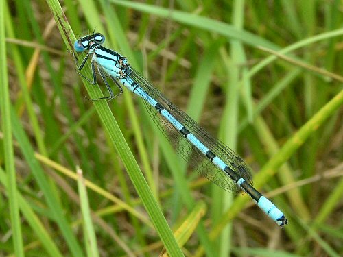 Male common blue damselfly