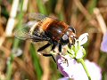 Eristalis intricarius on cuckoo flower