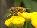 Dronefly on tansy