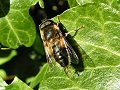 Dronefly on ivy