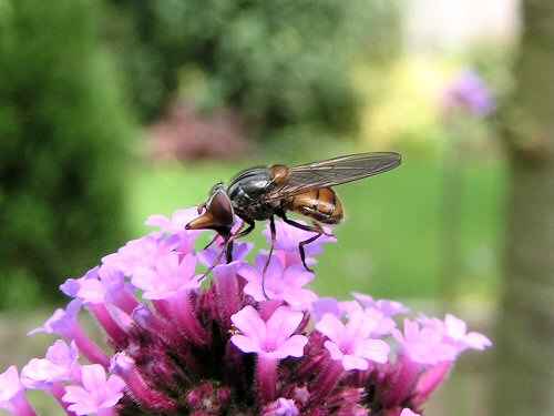 Hoverfly: Rhingia campestris