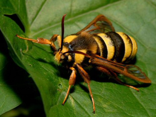 Hornet moth