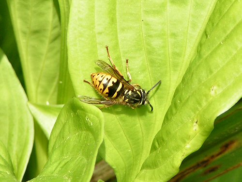 Common wasp