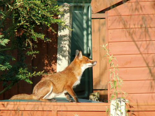 Red fox