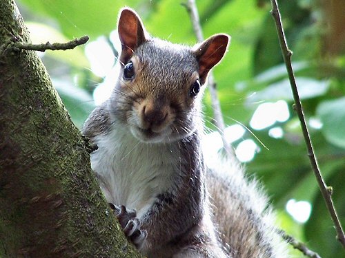 Grey squirel