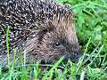 Hedgehog close-up