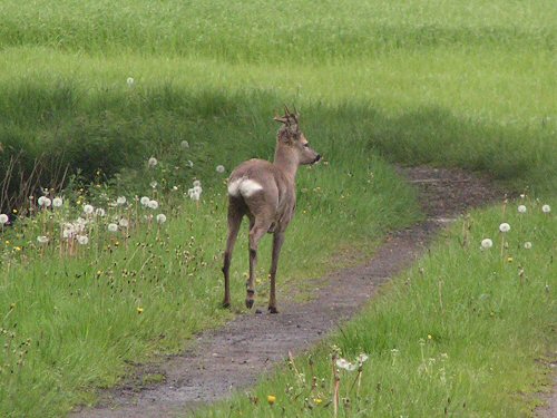 Roe deer buck