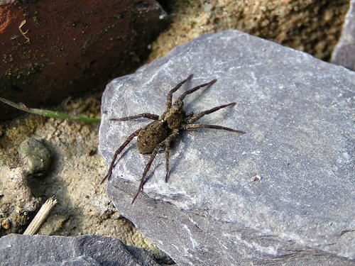 Wolf spider