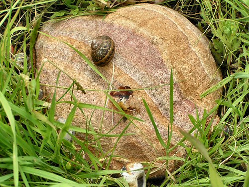 Wildlife Trusts LUSH Garden: Thrushes Anvil