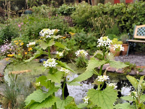 Garlic mustard