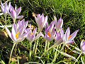 Crocuses