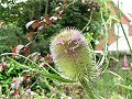 Teasle flowering