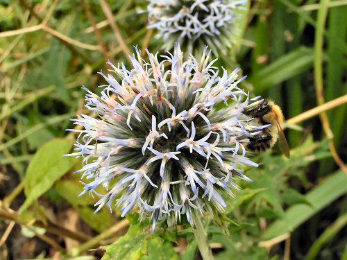 Globe-thistle