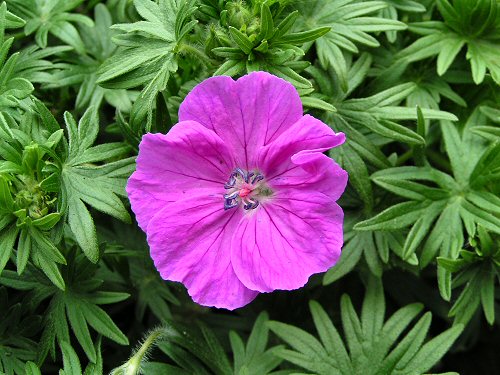 Geranium