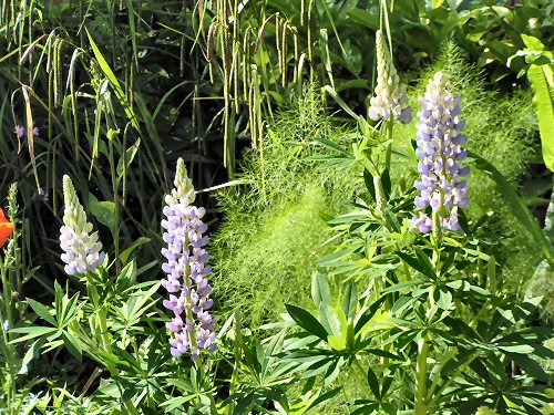 Lupins