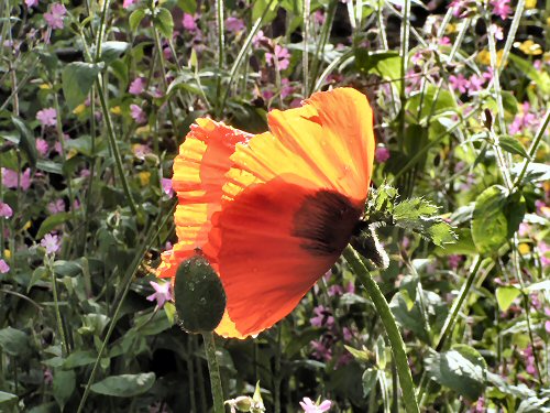 Ornamental poppy