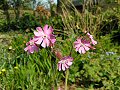 Red campion