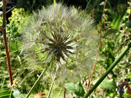 Goatsbeard