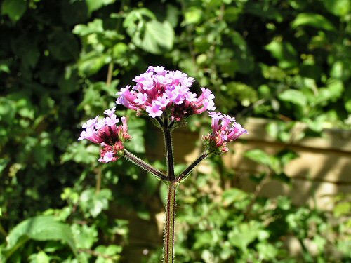 Verbena bonariensis