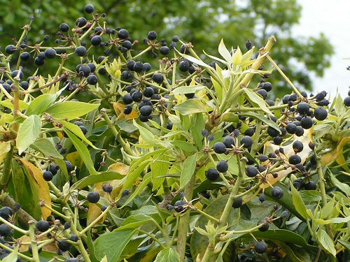 Ivy in fruit