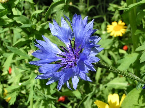 Cornflower