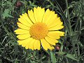 Corn marigold