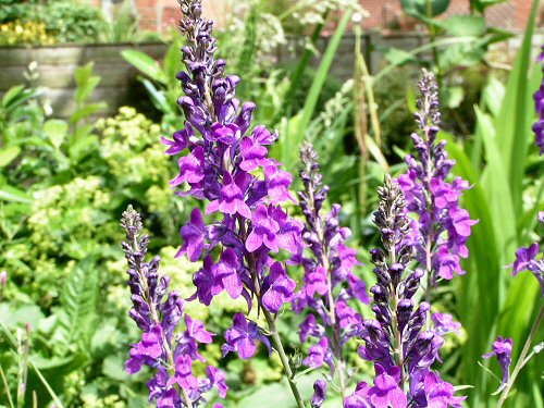 Purple toadflax