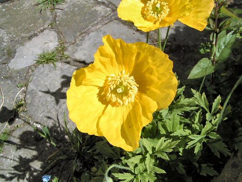 Yellow Welsh poppy