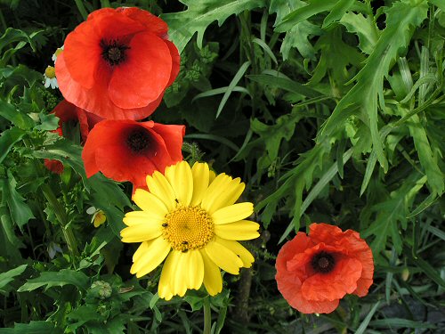 Corn poppies and corn marigold