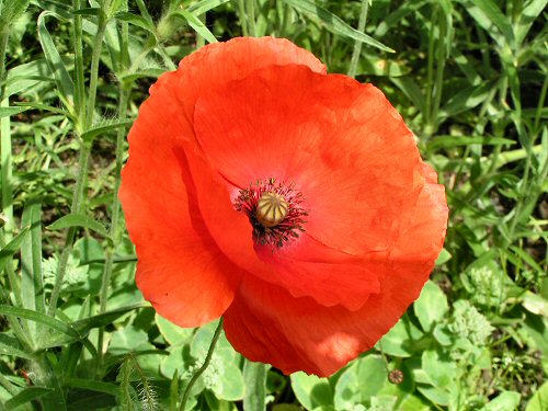 Corn poppy