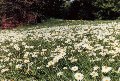 Daisies