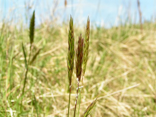 Sweet vernal grass