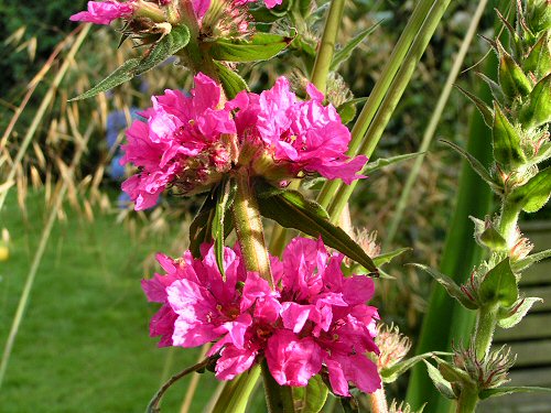 Purple loosestrife